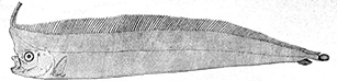 Lophotus lacepede_claves.jpg